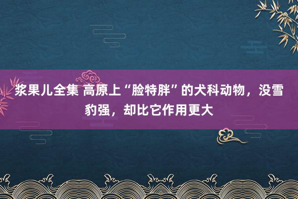 浆果儿全集 高原上“脸特胖”的犬科动物，没雪豹强，却比它作用更大