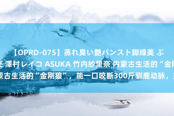 【OPRD-075】蒸れ臭い艶パンスト脚線美 ぶっかけゴックン大乱交 澤村レイコ ASUKA 竹内紗里奈 内蒙古生活的“金刚狼”，能一口咬断300斤驯鹿动脉，熊王人被熏跑